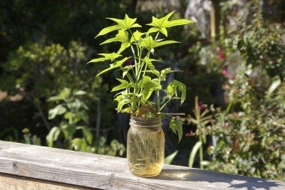 sweet potato vine rooting
