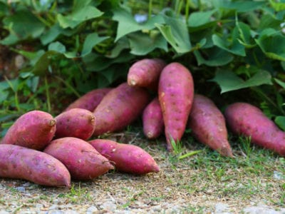 sweet potatoes