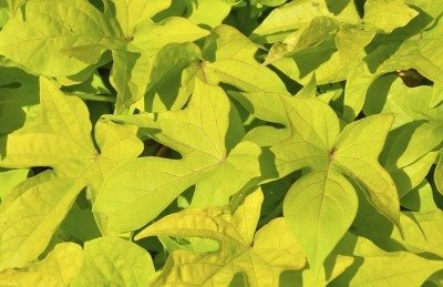 yellow sweet potato leaves