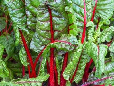 chard