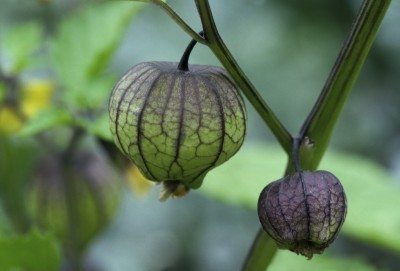 tomatillo
