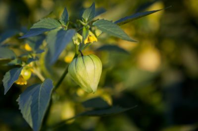 tomatillo