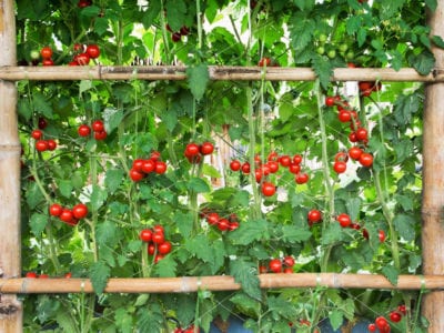 tomato arch