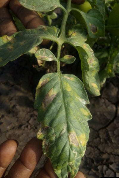 alternaria tomato