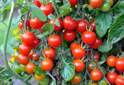 cherry tomatoes 1