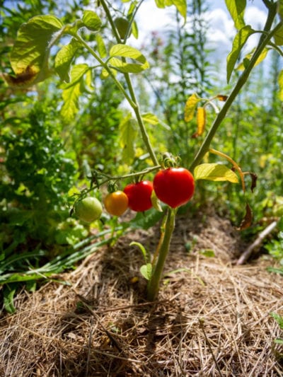 cherry tomatoes