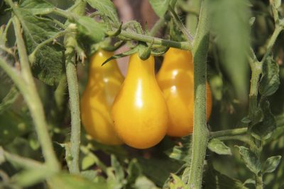 hot climate tomatoes