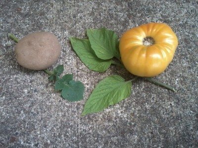 potato leaf tomato