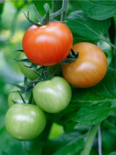 shade tomatoes
