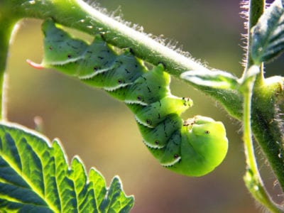 tobacco hornworm