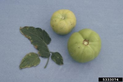 tomato bacterial canker