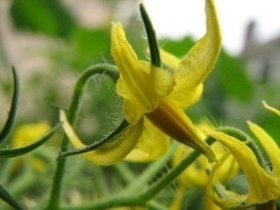 tomato blossom1