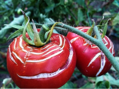 tomato cracking