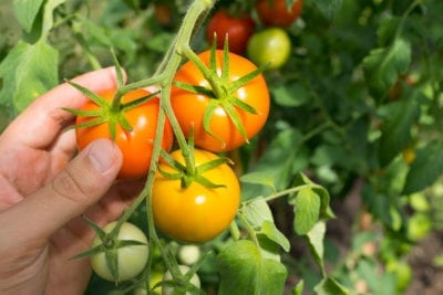 tomato harvest