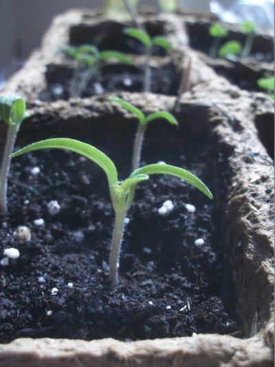 tomato seedling2