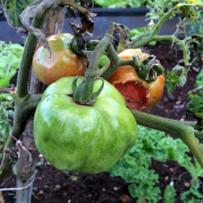 tomato spotted wilted virus