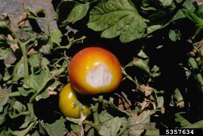 tomato sunscald1