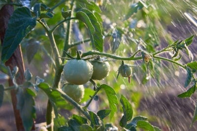 tomato watering
