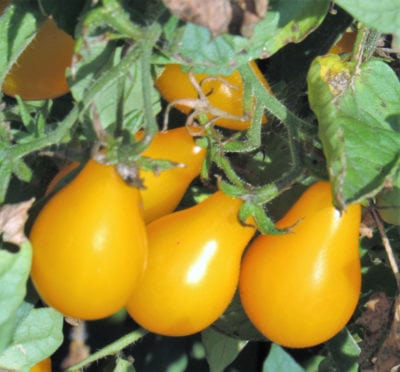yellow pear tomatoes