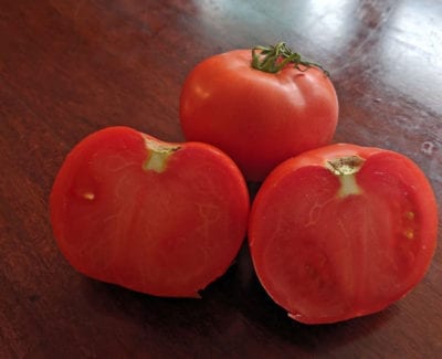 CHAMPION II tomato