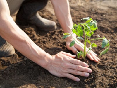 planting a tomato plant