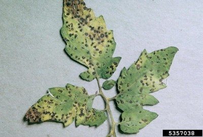 septoria leaf spot2