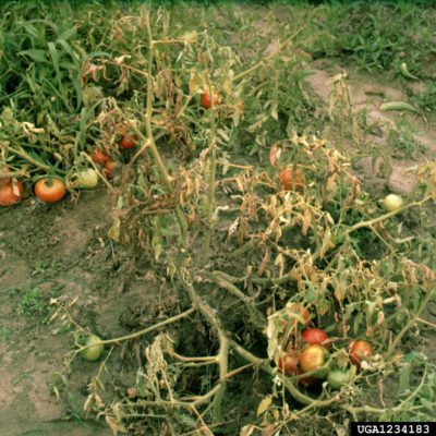 tomato blight