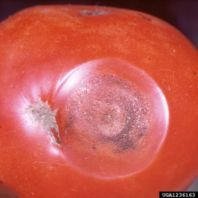 tomato anthracnose