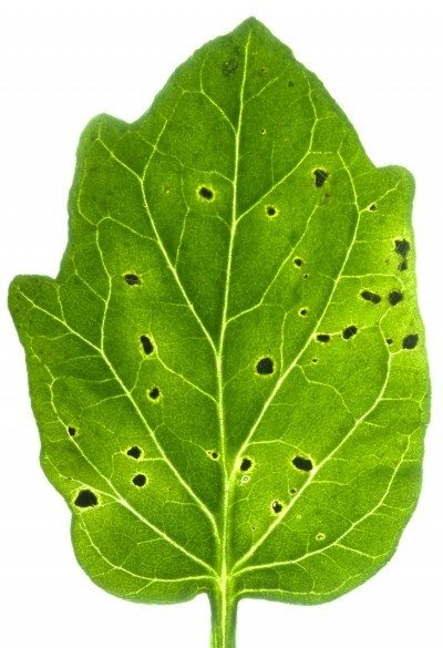 bacterial leaf speck tomato