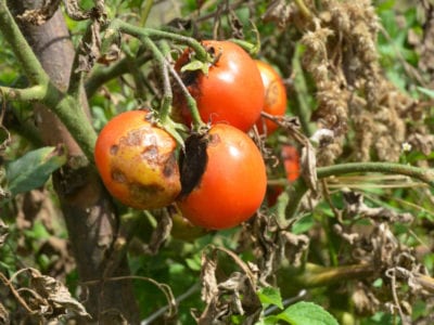 tomato blight