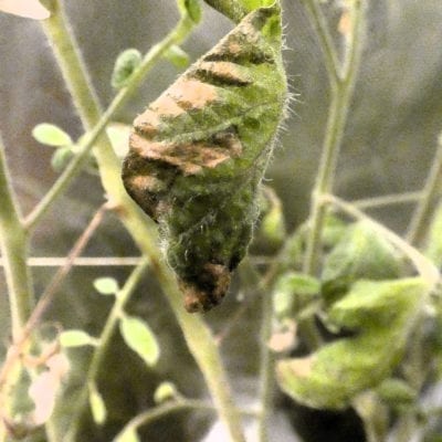 botryosporium mold tomato