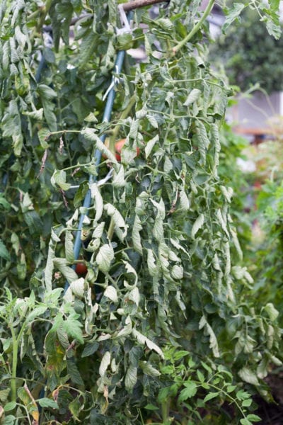 tomato plant