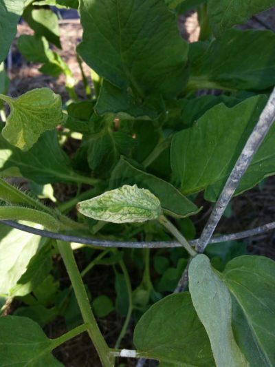 white leaves tomato plant