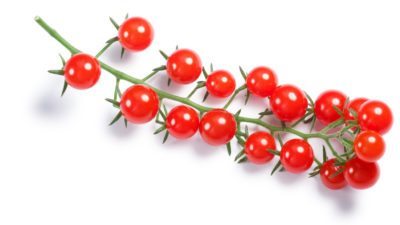 wild tomatoes