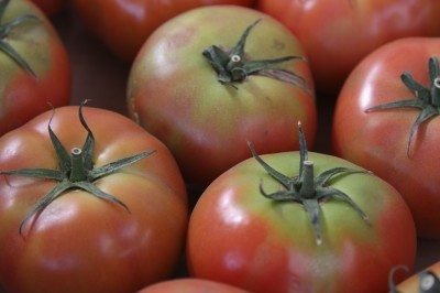 green shoulder tomato