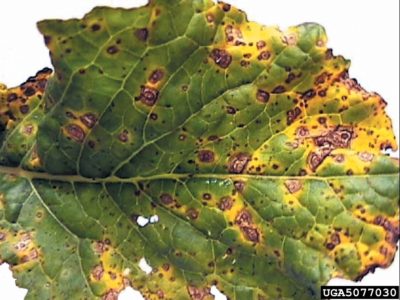 alternaria turnip