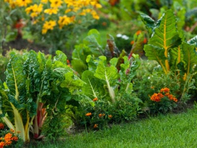 garden with leafy vegetables