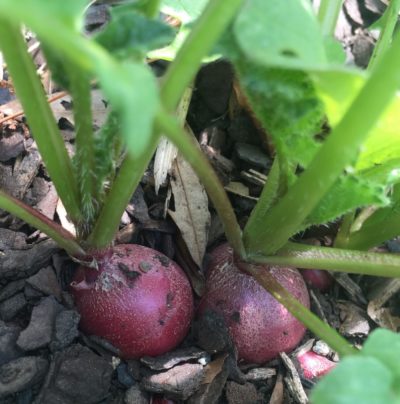 radish