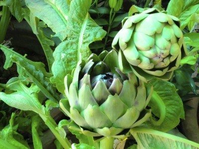 artichoke