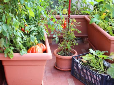 container veggies