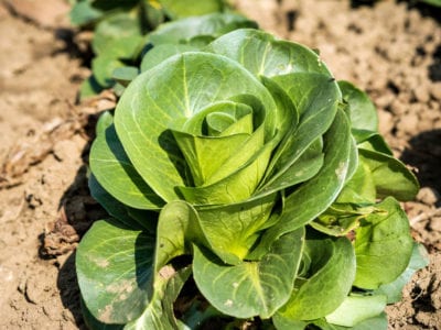 cool weather vegetable