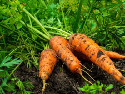 harvested carrot