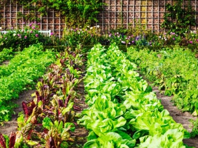 vegetable garden