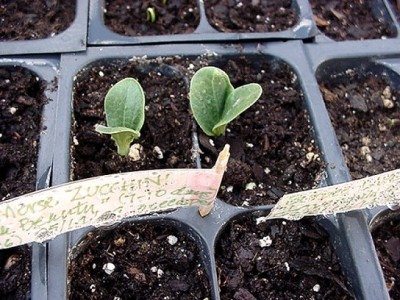 vegetable seedlings