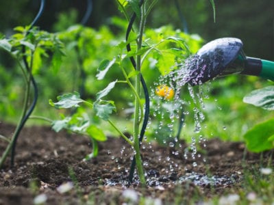 watering tomatoes seedling