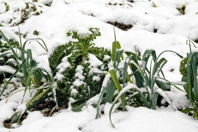 winter crops