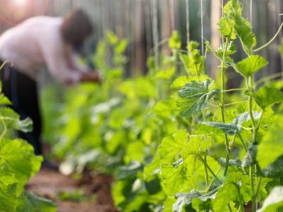 gardener tending row of vegetable