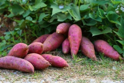 sweet potatoes