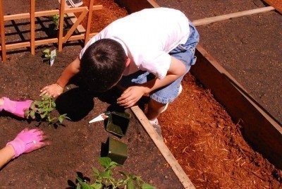 planting vegetables