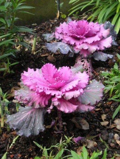 ornamental kale
